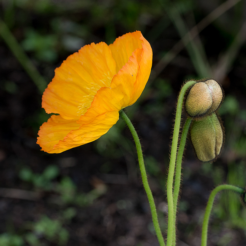 Normandie 05 - 2016_KA79338-1 Kopie.jpg - Und ich konnte mein Baby ( Nikon D750 ) wieder Warm schießen